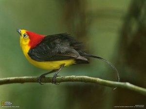 04-wire-tailed-manakin-courts-female_1600