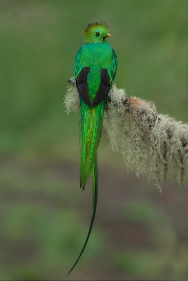 Resplendent_Quetzal_in_Costa_Rica